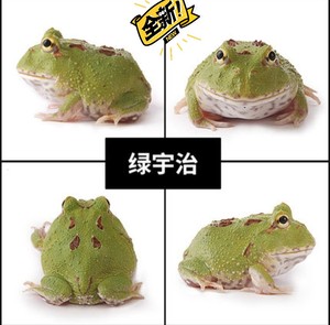 【宇治角蛙】宇治角蛙品牌,价格 - 阿里巴巴