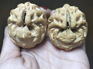 印尼乾坤鬼脸核桃又名乾坤核