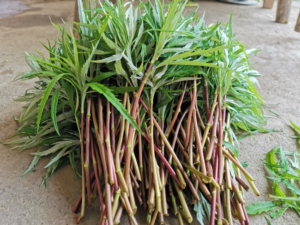 80fresh朵朵拉淘宝洞庭湖特产野生藜蒿芦蒿泥蒿菜篱现摘红梗新鲜