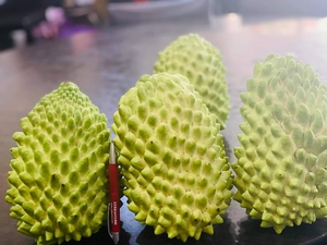 新货:榴莲释迦准结果树,超直单杆,1.7米多高,广东包邮.