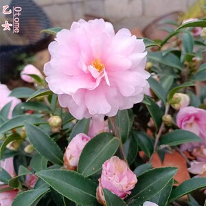 日本茶梅乙女大苗,花苞多多,粉粉嫩嫩,非常漂亮!