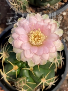 精品美花海王005 仙人球种子预售