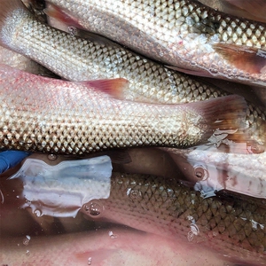 十斤鲜活梭鱼野生红眼梭子鱼新鲜乌鲻鱼乌头海捕海鱼水产白眼鱼丁