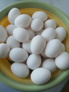 散养白凤乌鸡蛋,蛋壳雪白.