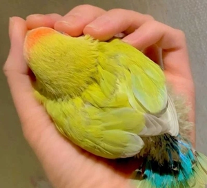 牡丹鹦鹉,红面澳桂雏鸟手养断奶后亲人粘人可上手,包邮.