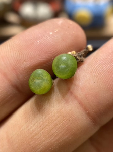 拍卖 芬妮 水晶鞋 一年 肉锥 番杏 多肉植物 园艺