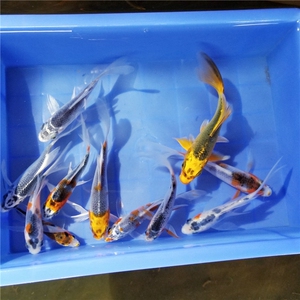 亿时代家居用品专营店天猫冷水观赏鱼发财鱼大尾巴锦鲤白金龙凤锦鲤