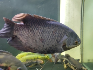 艾索顿战船40cm左右换鱼玩,用大铅笔鱼,七彩海象,灰战船鱼