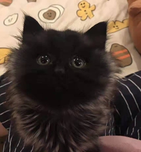 自家黑猫 长毛 短毛 小猫 大猫 纯黑英短高地长毛,都有,都