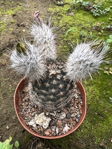 折墨虾仙人球实生