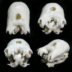 食骨兽3d 双面畸形小猪 头骨 骨骼 标本模型 3d打印