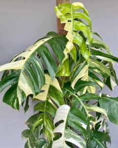 kangxinghua4814135淘宝包邮麒麟尾龟背竹白锦.