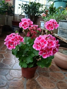 花仙子白飞溅,粉飞溅,玫红飞溅天竺葵,非常勤花的品种,开花量