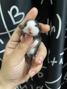 花枝鼠活体宠物活物幼崽哈士奇飞象耳暹罗纯家养宝宝