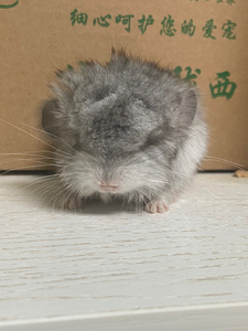 节后鱼生 龙猫 长毛银斑 长毛米色 携长标灰