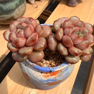 姬葡萄老桩多肉群生双头