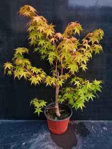 日本原生枫树卡苏,一物一拍出猩猩,三季红,金陵黄金枫,狮子头