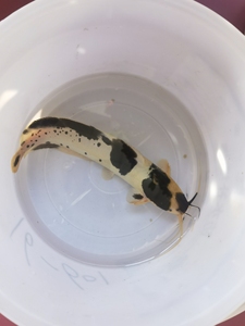 武士鲶鱼奶牛猫清道夫清缸低价转让约25厘米