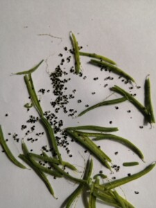 刚摘的种子.有需要的吗?岩黄连