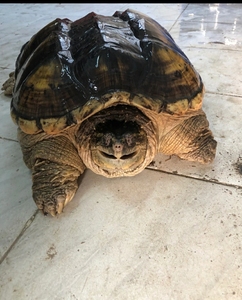 特价包邮鳄龟鳄鱼龟外塘养殖北美鳄龟小鳄龟大鳄龟食用鳄龟6斤8