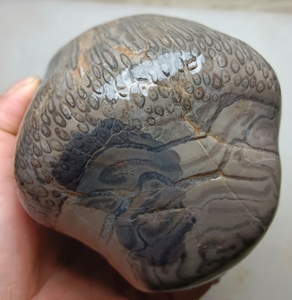 辉木化石,贵州桫椤木化玉.私聊看视频