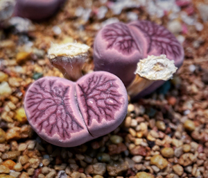 极品生石花紫菊种子紫菊纹章品相纹路没啥挑剔的了