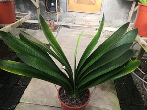 出售君子兰多年生大桥种兰,品种花桥,出苗好,立项好,格子大