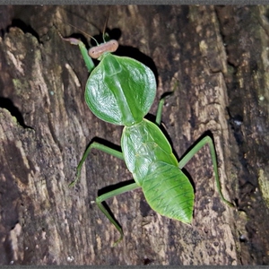 云南圆盾螳螂宽菱背螳昆虫科普观察摄影儿童礼物