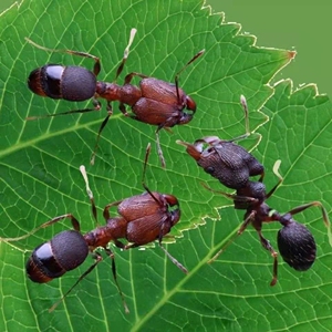 hechun5308707淘宝伊大头蚁广大头蚁森大头宠物蚂蚁活体蚁后蚂蚁