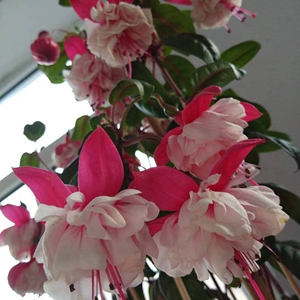 15米,倒挂金钟:白棉桃,9cm盆,灯笼花保对版,不包邮,一