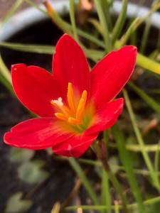 风雨兰～新加坡的骄傲(开花球1.5厘米左右)6元包邮另有重瓣