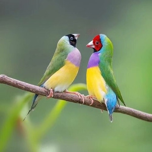 七彩文鸟活体宠物鸟五彩鸟手玩鸟小鸟普彩金背蓝背七彩鸟活物