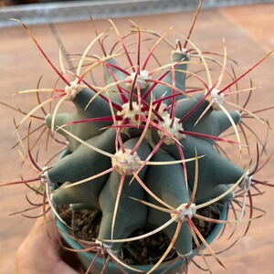 实生江守玉仙人球   稀有红刺硬刺开花多肉植物小盆栽.