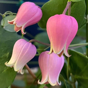 铁线莲铃铛桃割