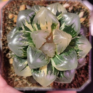 多肉植物 黑葡萄玉露锦 一物一拍