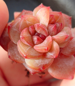 正宗极品琥珀多肉植物,糖心带暗纹!不是冰魄,糖钻,粉钻.