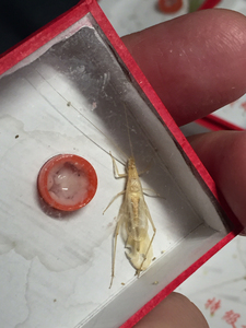 柬埔寨竹蛉 坐标北京 同城可上门挑选 外地可快递 运费自理