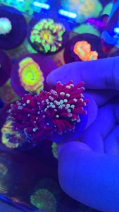 印尼黑杆火柴头珊瑚 荧光粉点火柴头 人工分支火柴头珊瑚