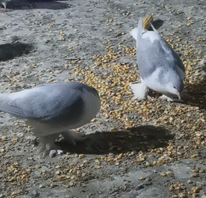 蓝拉合尔鸽子,两只大体青年,一只已退毛,自养健康鸽.卖一对换