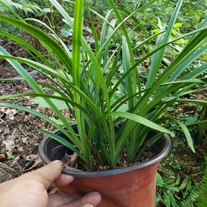 兰花 贵州浓香春兰 朵香 带花苞5块钱一苗 喜欢的朋友点我想