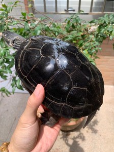 纯种黑颈龟广西