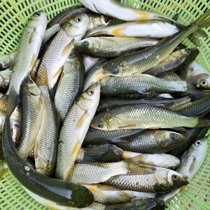 812人付款天猫喂乌龟吃的小鱼苗金鱼银龙鱼仔饲料活食观赏活鱼淡水