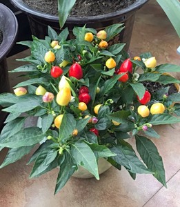 五彩椒盆栽带果发货可食用泡椒七彩辣椒苗观赏椒好养活室内外植物