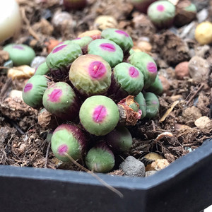 ts427小红嘴肉锥 嘟嘟嘴小红嘴 非1380b