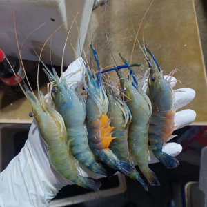 罗氏虾活虾超大