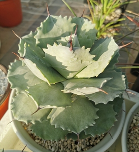 龙舌兰植物,白银甲蟹,图一为自养母本,图二三为拍品,竞拍的朋