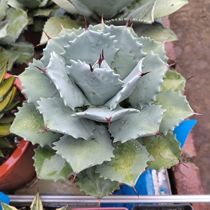 白银甲蟹龙舌兰 多肉植物 控养型品相美观