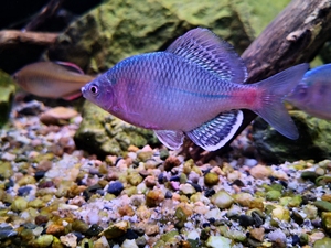 90clclcl71186666淘宝冷水原生鱼七彩鳑鲏旁皮