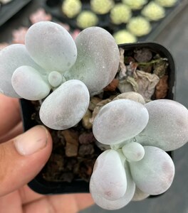橙雪球老桩