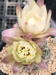 稀有裸萼球属仙人球实生开花株花带果香
